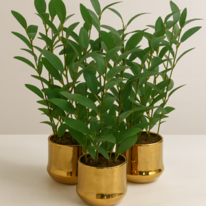 עציץ בודד זהב אקליפטוס - אאוטלט