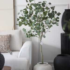 עץ אקליפטוס 160 ס"מ